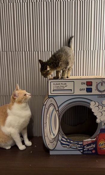 提供：たーにゃ。さん