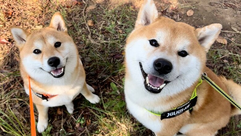 提供：@Shibamugi28