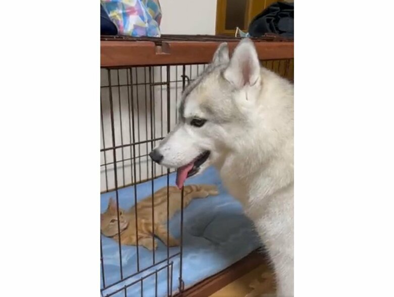 提供：かもしかさん