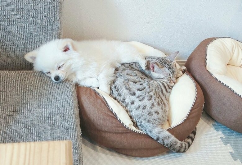 一緒にぐっすり
