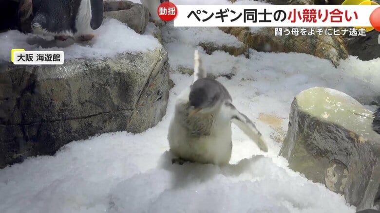 水槽内を探検するヒナの様子（映像提供：大阪 海遊館）