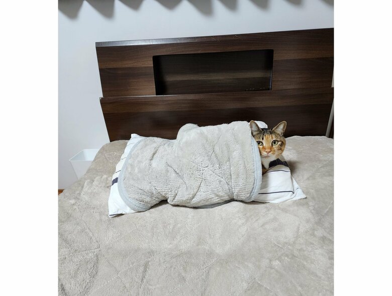 1月14日初めて「枕の精がいた」（提供：にゃん報さん）