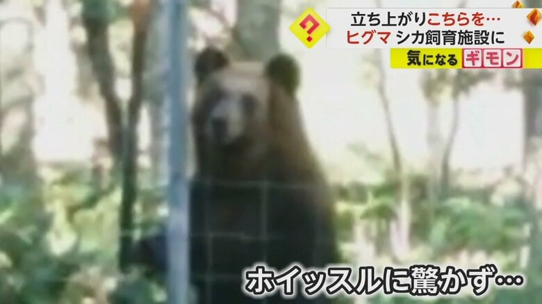 ホイッスルを鳴らされても驚かず、中をうかがっているヒグマ