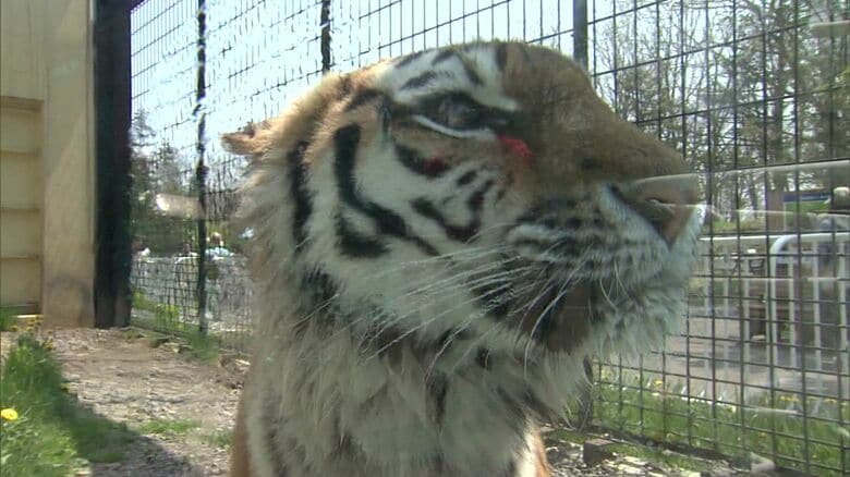 生前の「ココア」