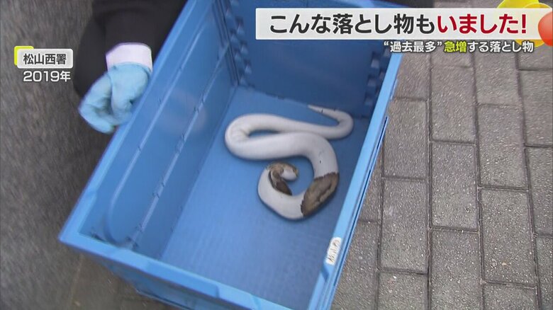 首を長くして飼い主の迎えを待っていた「ボールニシキヘビ」