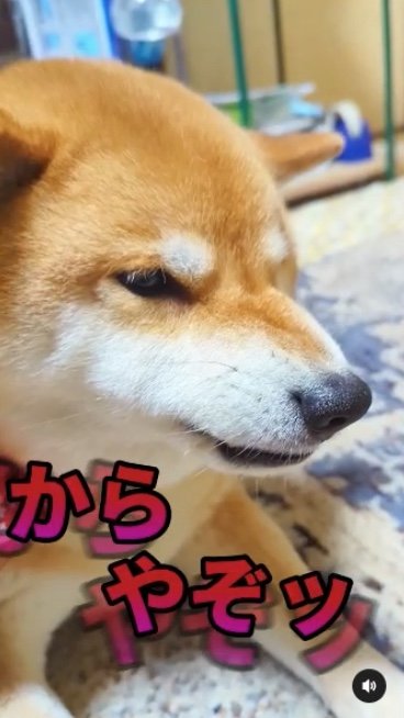 提供：柴犬スティーブch【コーギーと猫を添えて】さん