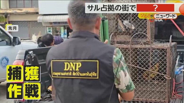 タイ・ロッブリーで捕獲作戦に踏み切った人たち