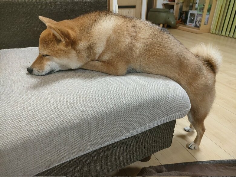 ソファに寄りかかりながら寝てしまっている