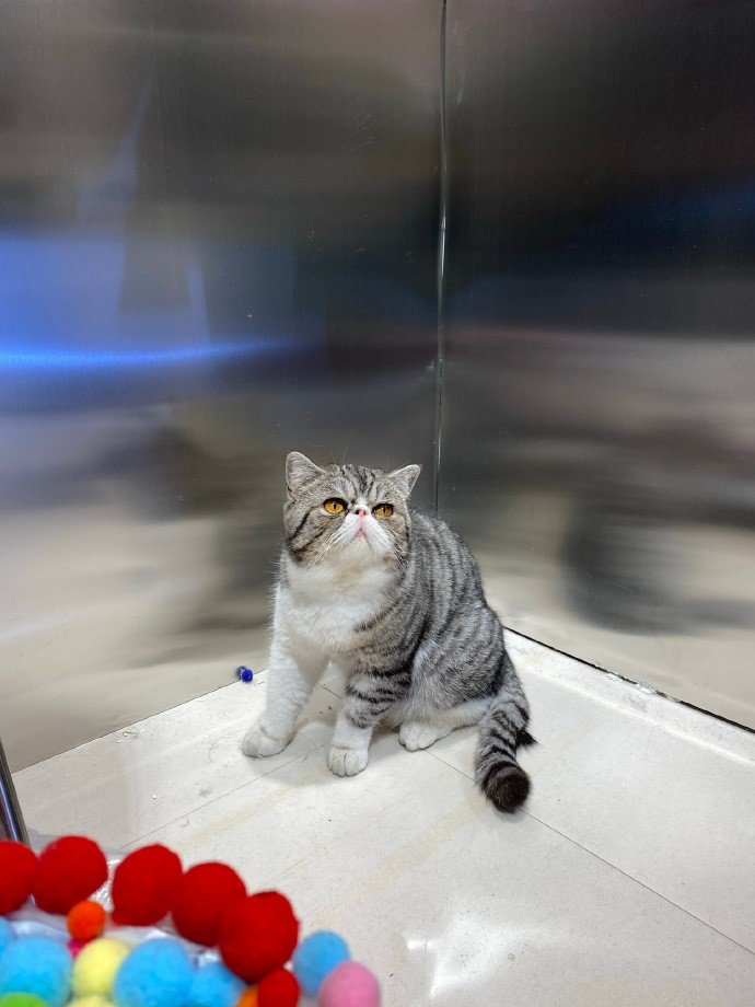 飼い主が飼っていた猫