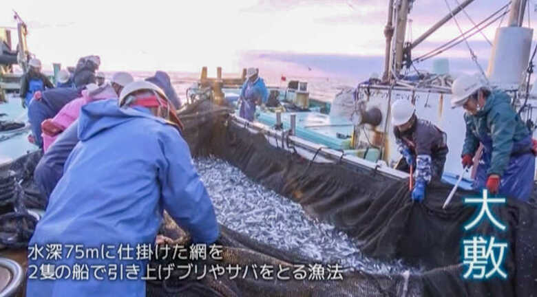 伝統的な漁法「大敷」で捕れた売り物にならない魚は水族館へ