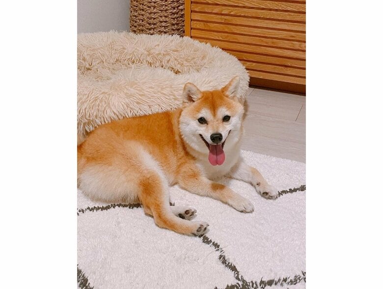 提供：豆柴ちくわ&がんもさん