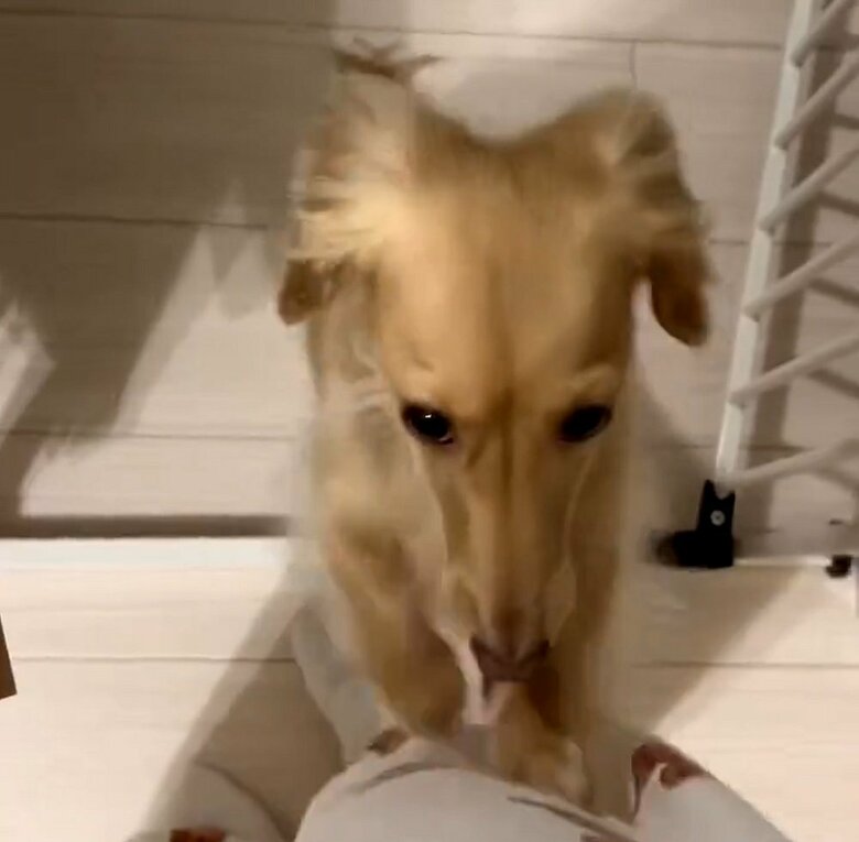 高速で飼い主さんの足をかいている