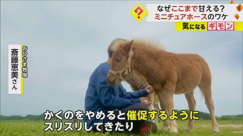 かくのを止めると催促するようにスリスリするというミニチュアホース