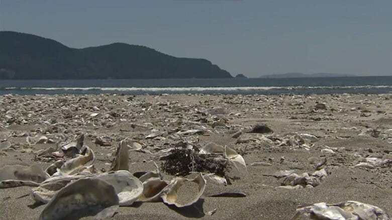 7月23日撮影　砂浜に漂着したカキ殻は津波後に一気に増加した