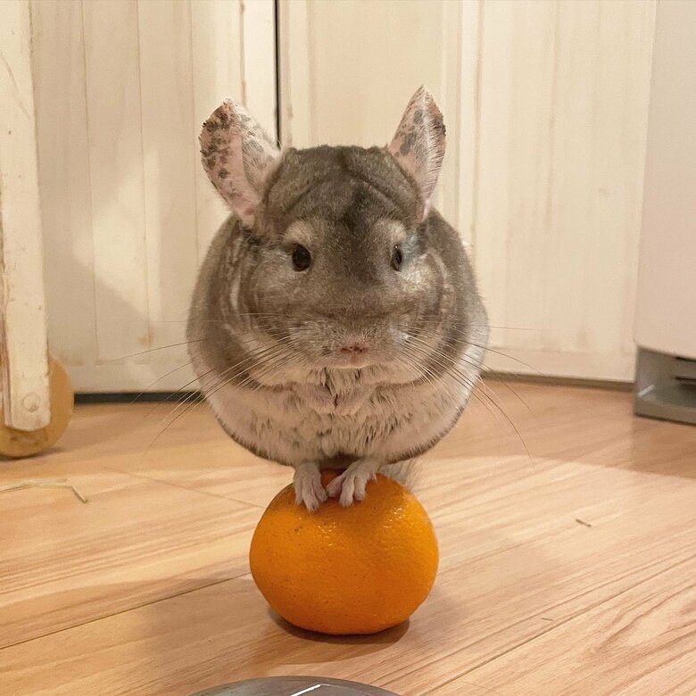 提供：おもちさん