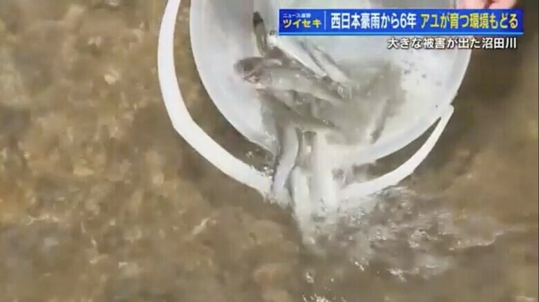 沼田川に放流されたアユの稚魚