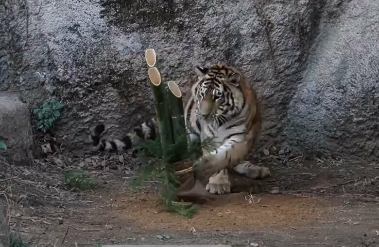 猫がおもちゃにじゃれているよう