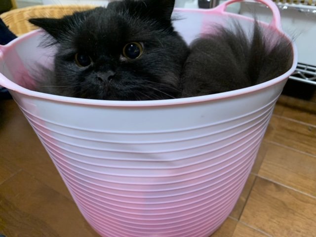 提供：サスケと小春さん