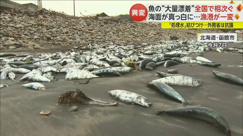 函館市では大量のイワシとサバが発見された