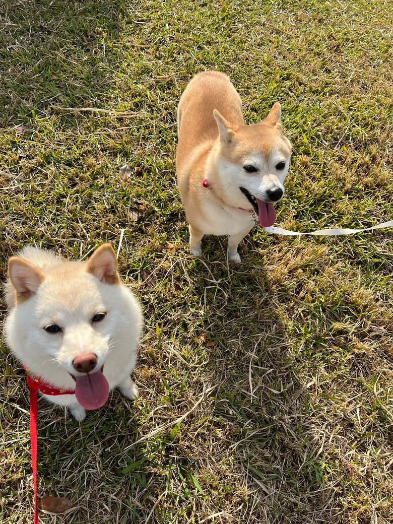 芝生と柴犬