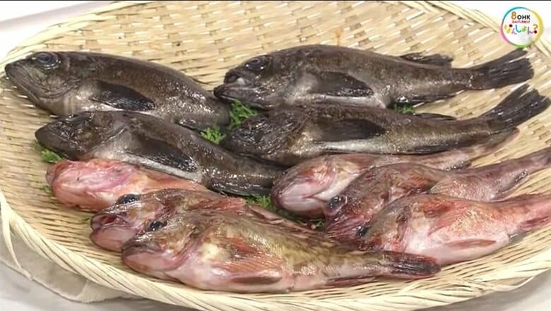 上がクロメバル、下がアカメバル