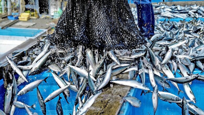 複合的な要因で魚が獲れなくなっている（画像：イメージ）