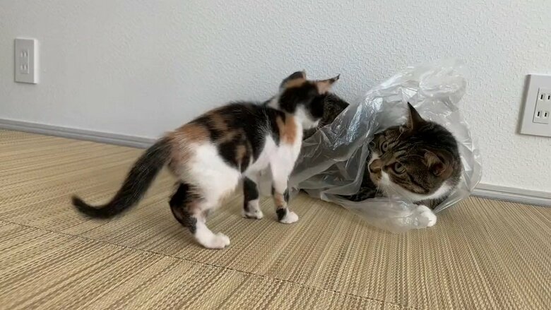 遊んであげることも…仲良しになっていっているようだ