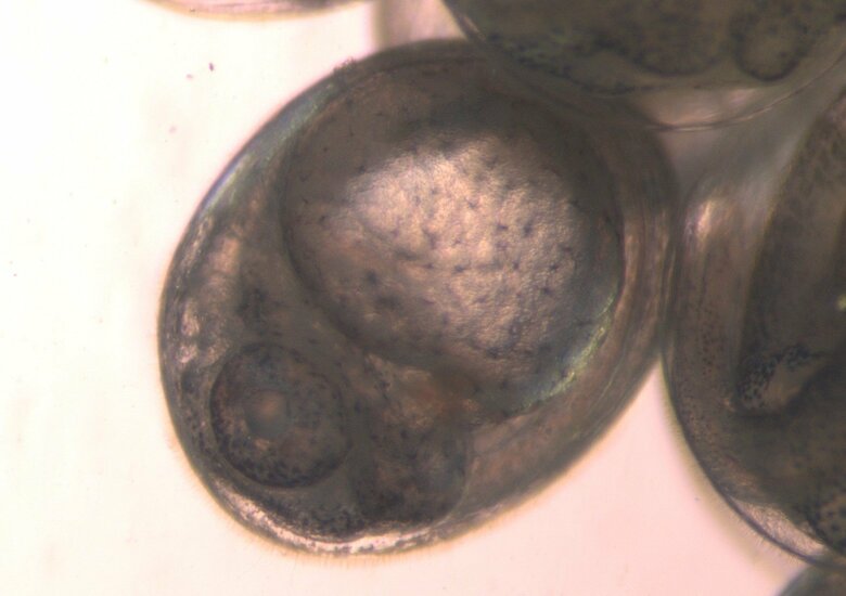 サンマ卵内発生過程7日目（画像提供：アクアマリンふくしま）