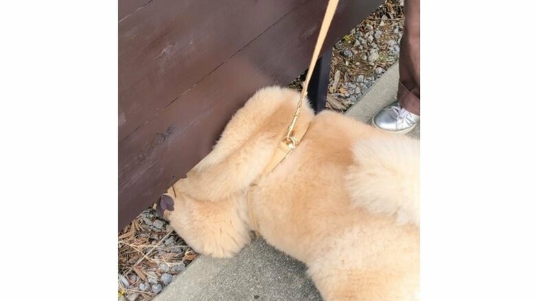 背中のお肉が挟まってしまった