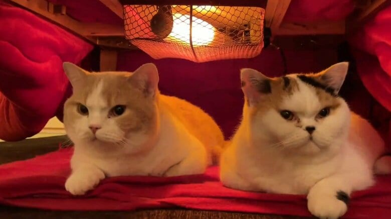 左：てんぷら　右：あんみつ（提供：みかんとじろうさんちさん）