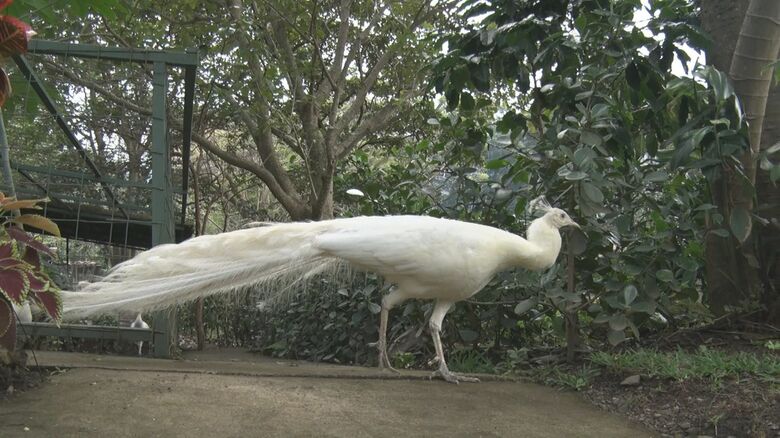 コーヒー農園で飼育されていたクジャク