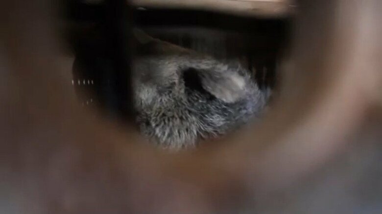 ロシアから北朝鮮に動物が贈られる様子