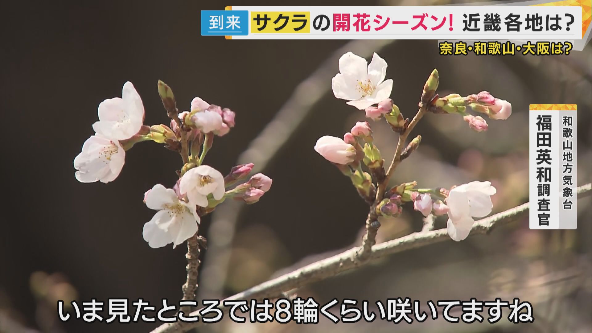 「標本木だけなんで咲けへんねやろう」大阪の桜の開花はいつに…？関西の見頃は『来週末』　片平さんがズバリ解説
