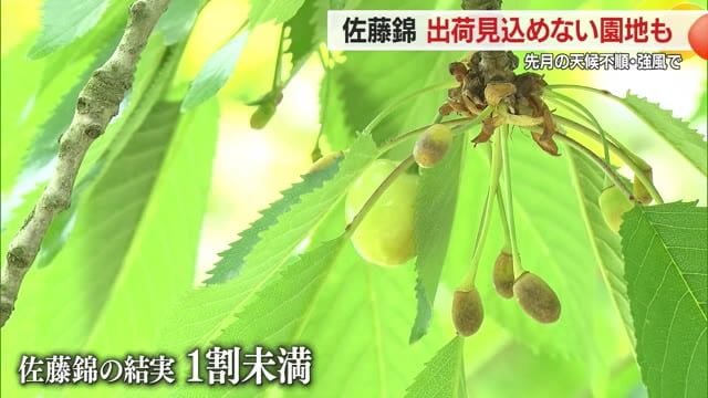 【山形】「自然には勝てない」一部で佐藤錦の結実悪く平年の1割に満たない園地も　強風の影響