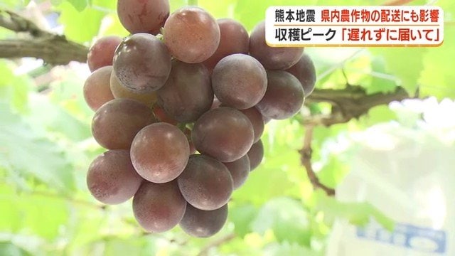 【地震の影響】高速通行止めで鹿児島のぶどう農園が出荷危機　「一番美味しい時に届けたい」農園主の願い