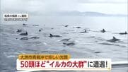 大洲沖にイルカ大群“５０頭近く”出現「船の周りを回り出した」遊漁船遭遇　珍光景に利用客感激【愛媛】
