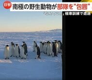 極寒訓練中の南極で野生動物に“包囲された”ニュージーランド軍部隊…思わぬ訪問者に隊員も「なんてこと」