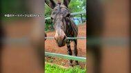 “新種のシマウマ”は染められたロバ…中国・山東省の遊園地が投稿した動画が物議　取材に「ちょっとした冗談」