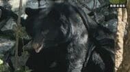 兵庫県「ドングリ類が不作の見通しでツキノワグマの出没が多くなる可能性高い」注意呼びかけ　クマの目撃相次ぐ　兵庫県で県内初「緊急銃猟」実施　丹波市氷上町・宍粟市・豊岡市但東町に出没　奈良・明日香村でも…　