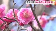ウメ満開・見ごろまでもう少し　霞城公園の紅白ウメ・3月下旬まで楽しめそう　山形