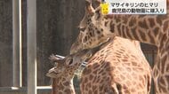 国内わずか11頭　マサイキリン「ヒマリ」が宮崎から鹿児島の動物園へお嫁入り