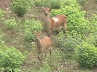やまむらちゃん＆もみじちゃんの2頭だけ…絶滅の危機に瀕する名古屋城のお堀のシカ 野生の引っ越し断念も“次なる一手”