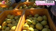 【映像】官民一体で国産レモン栽培支援…移住者にも優しい地方再生の新たなカタチ【News αプラス】