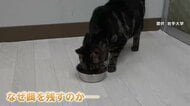 「ネコは匂いに慣れると餌を残す」岩手大学の研究グループが発表