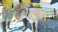 夏を前にスッキリ　10組の親子が「ヒツジの毛刈り」に挑戦　長野・須坂市動物園
