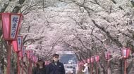 約１キロの桜並木満開　真庭・久世のトンネル桜見ごろ　地元出身ＪＯ１・豆原一成さんのぼんぼりも【岡山】