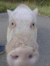 【飼い主に捨てられた可能性も…】”人懐っこい“小型のブタがシルバーウィークの中山峠に…現場は一時騒然_付近に豚舎なく警察が保護し詳しく調べる〈北海道札幌市〉
