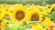 『夏の黄色』が咲き始める「ひまわりまつり」開幕～約23ヘクタールの広大な敷地に200万本！トラクター遊覧車でゆったり楽しめる…ひまわり迷路も人気→見ごろは8月上旬〈北海道北竜町〉