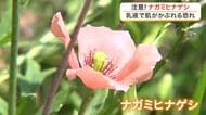 素手で触ると肌がかぶれる危険性　身近な路上に咲く「ナガミヒナゲシ」に仙台市が注意呼びかけ