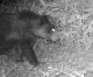 【ヒグマ警報】札幌市が公園を緊急閉鎖した直後にまたクマが出没！散策路を徘徊する熊の姿をキャッチ…住民の不安いつまで＜北海道札幌市西区＞